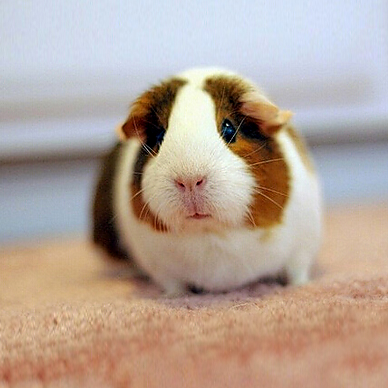 Small Animal Products