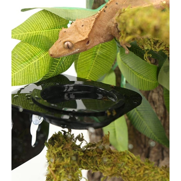 Double Food Dish Feeders Reptile Feeding Dish Feeder With Detachable Suction Cup Water Worm Basin Pet Bowl